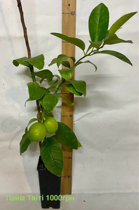 Цитруси , лимон, лайм, клементин, кумкват,  апельсин.