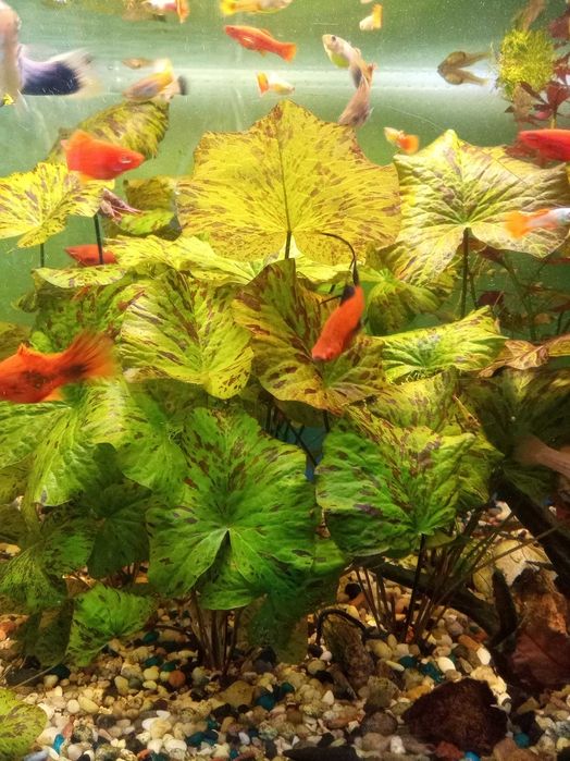 Roślinki lotos zielony