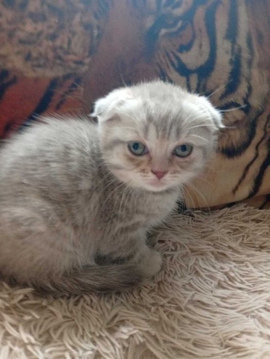 шотландские котята