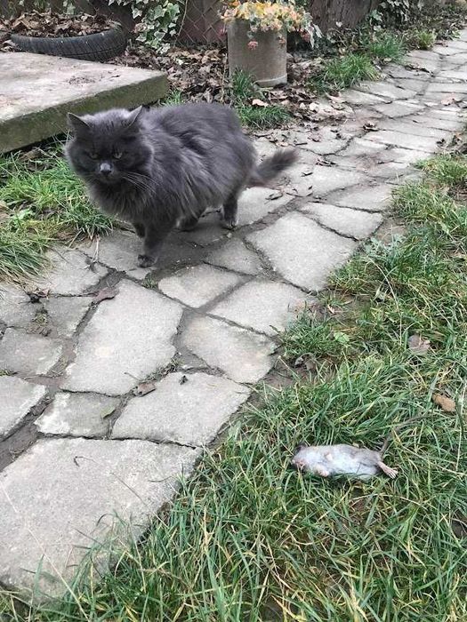 Кіт та кішка ,,нібелунг".