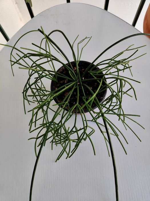 Rhipsalis baccifera // planta interior