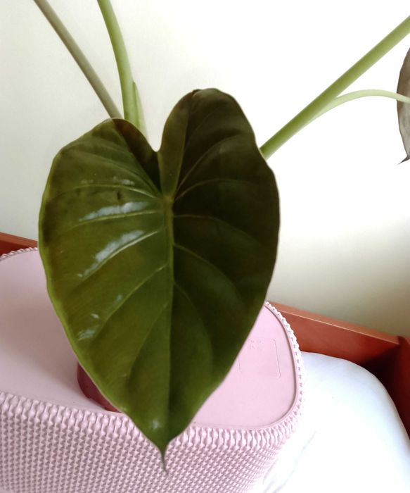 Alokazja wentii 40 cm