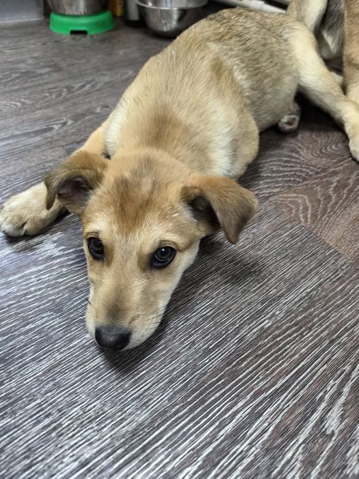 Хлопчик, цуцики, безкоштовно, Світловодськ, Власівка