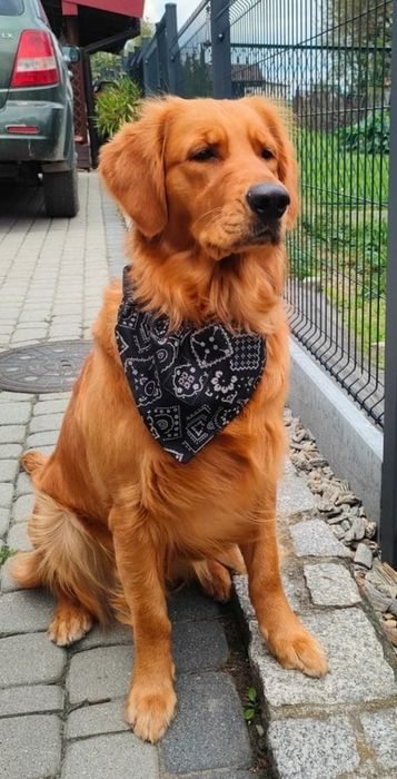 Golden Retriever po Championach