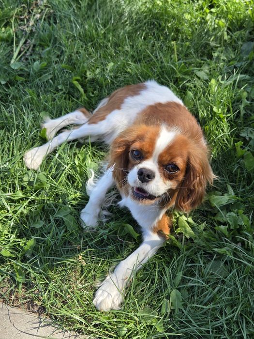 Cavalier King Charles Spaniel suka