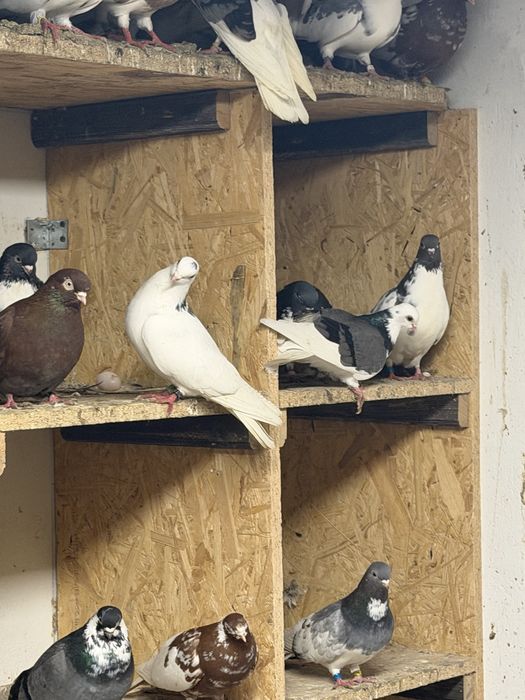 Gołębie zamojskie murzyny  zmienniaki szkaplerzaki  bociany