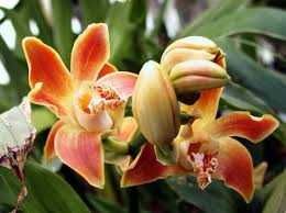 Хізис, дендробіум