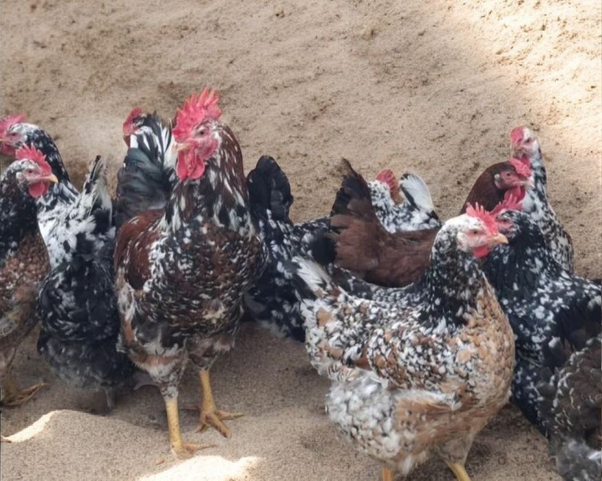 Лівеньська ситцева ІЯ.