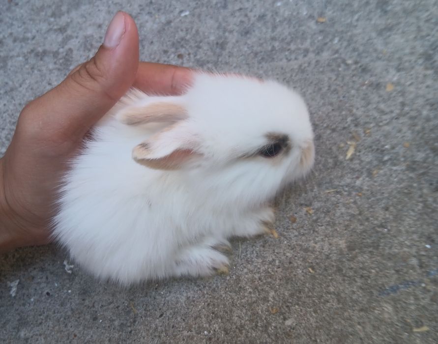 Coelhos anões brancos
