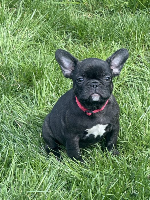 Французики чекають на люблячі родини
