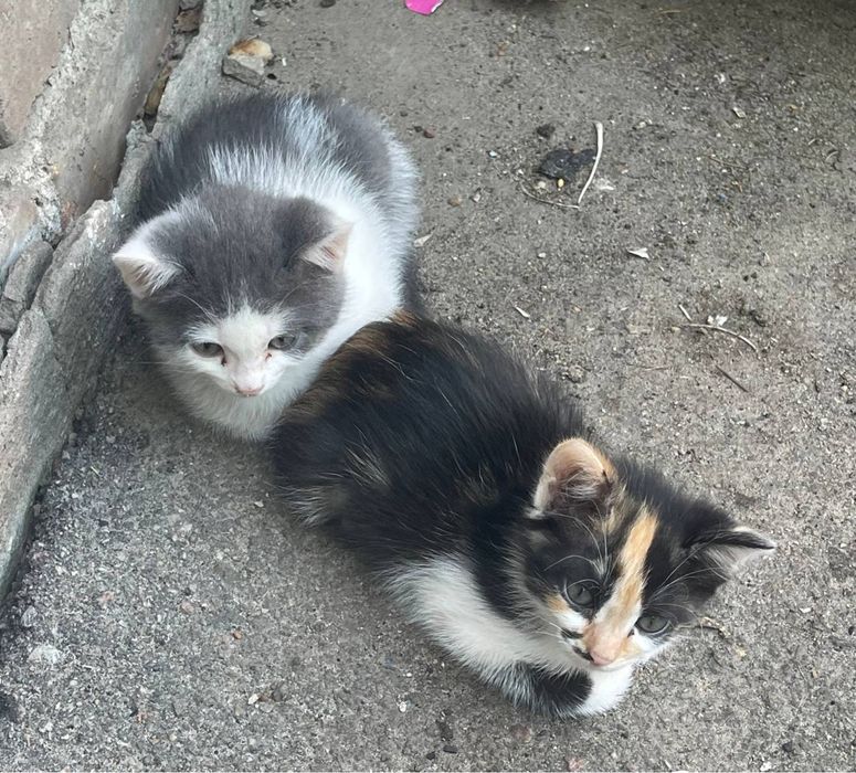 Котики в добрі руки