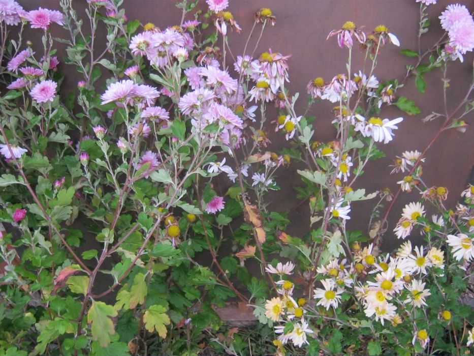 Хризантемы веточные, морозостойкие