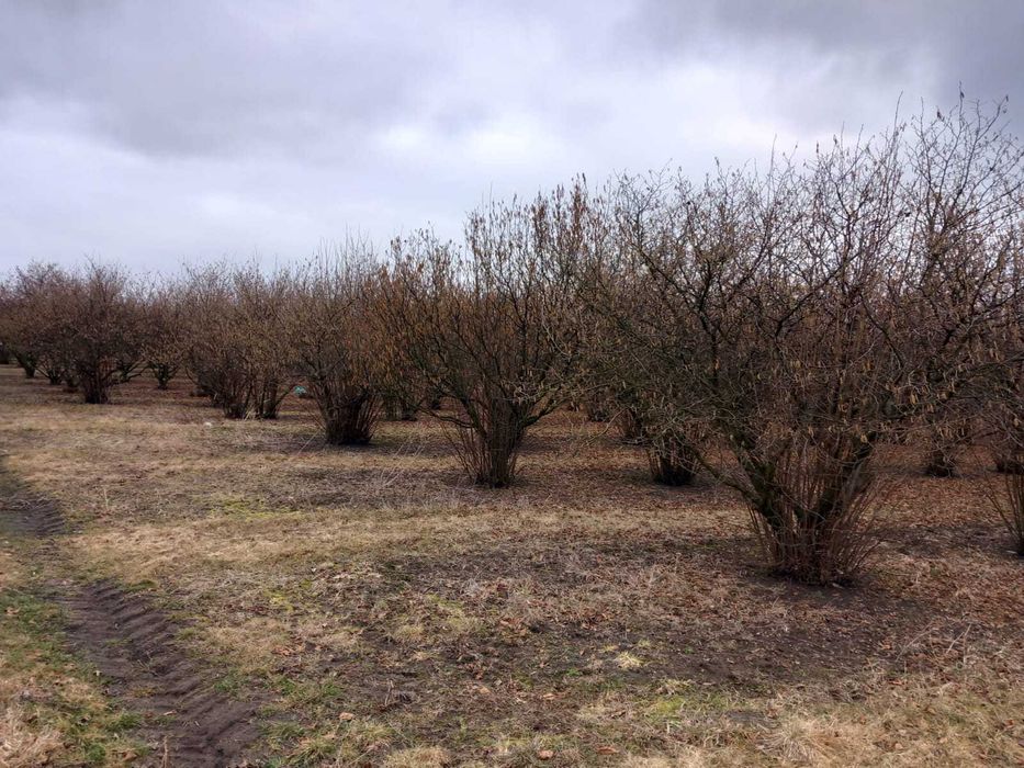 Drewno oddam. Drewno z sadu leszczyny do wycinki