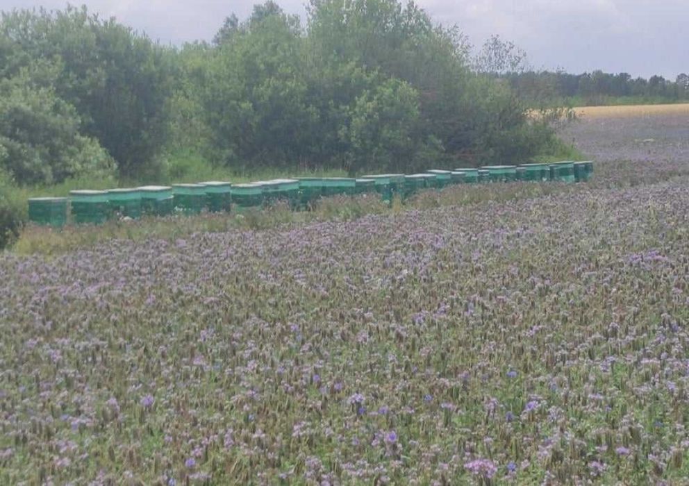 Odkłady pszczele