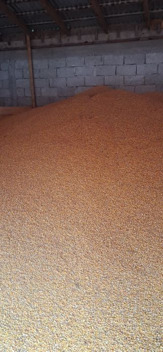 Сушена кукурудза