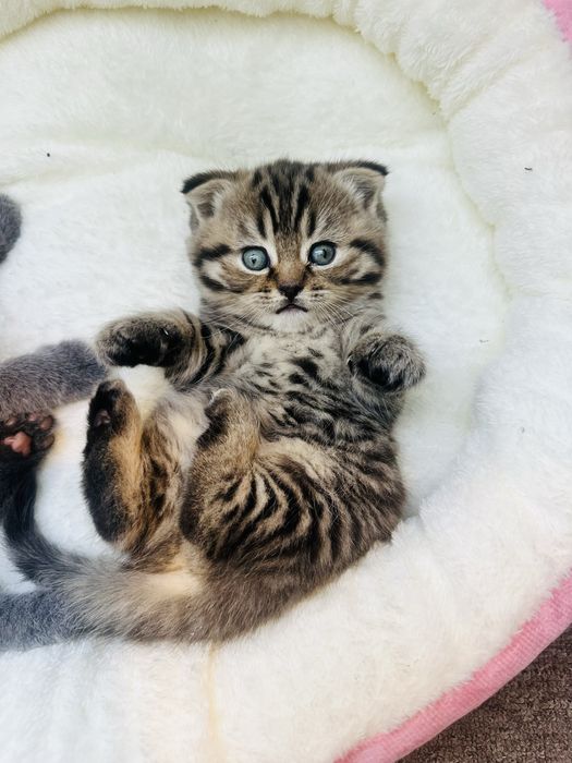 Продам весловухих  чистокровних кошенят .