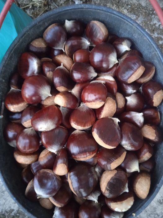 Estou a vender castanhas na zona da Covilhã