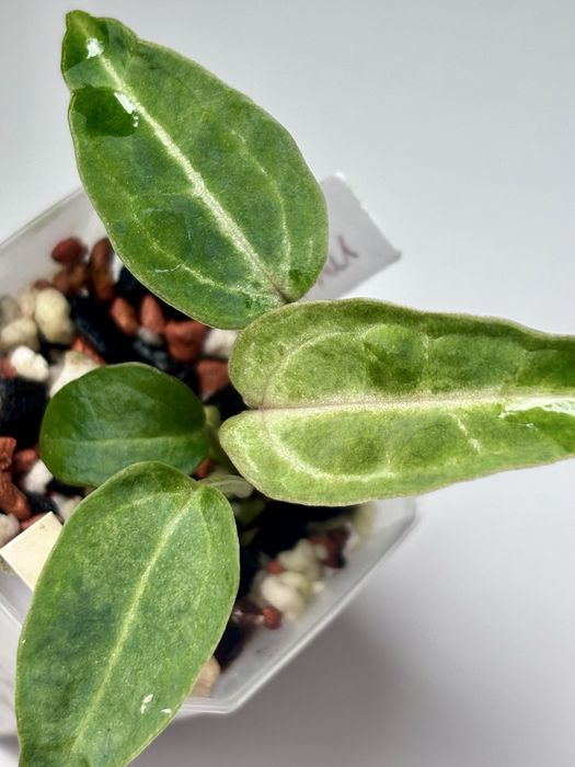 Anthurium Mint Varie (Crystallinum x Carlablackiae WU1)