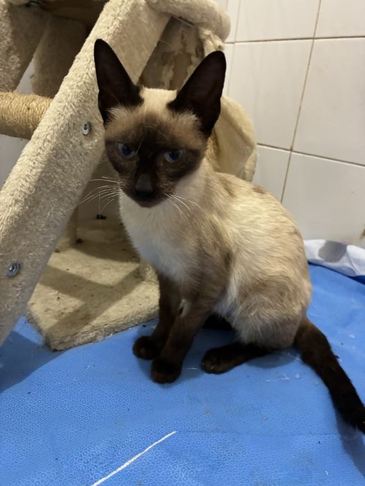 Gata bebé para adoção responsável
