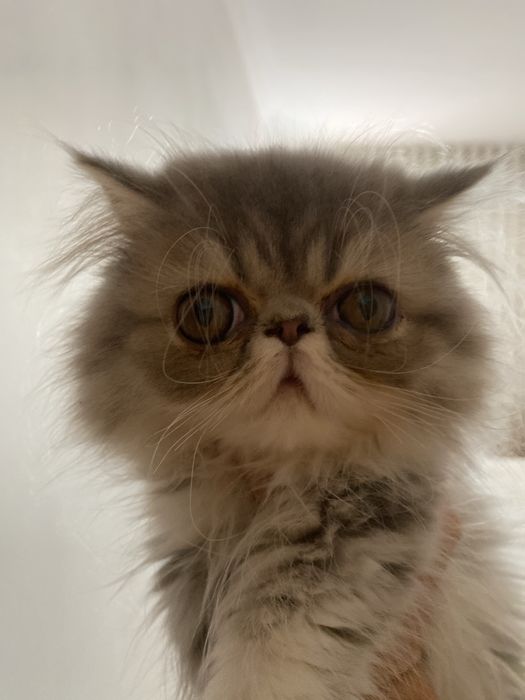 Gato macho persa