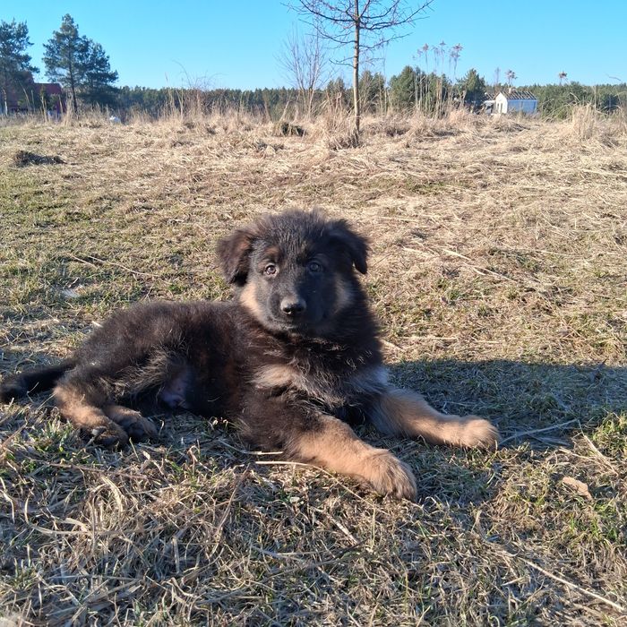 Owczarek niemiecki długowłosy śliczne szczenięta