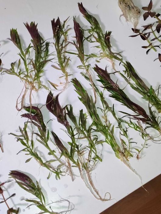 Mega Zestaw Roślin Akwariowych Czerwone Fioletow Zielone