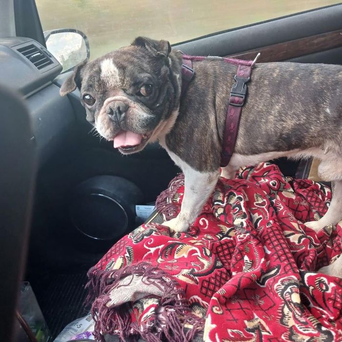 Шукаємо надійних господарів!