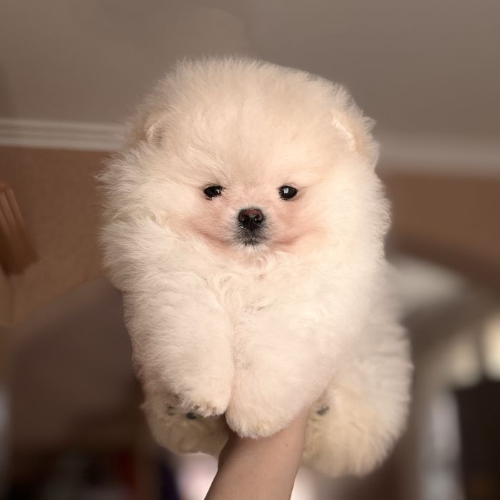 супер ведмедик шоу Классу