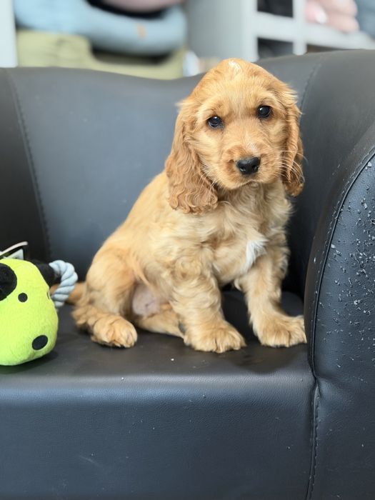 Cocker  menino lindo