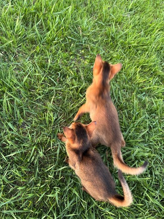 Супер ціна.Зробіть собі подарунок до свята