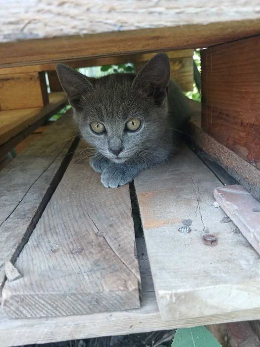 Віддамо кошенят.