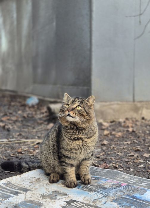 Котика  потрібен дім