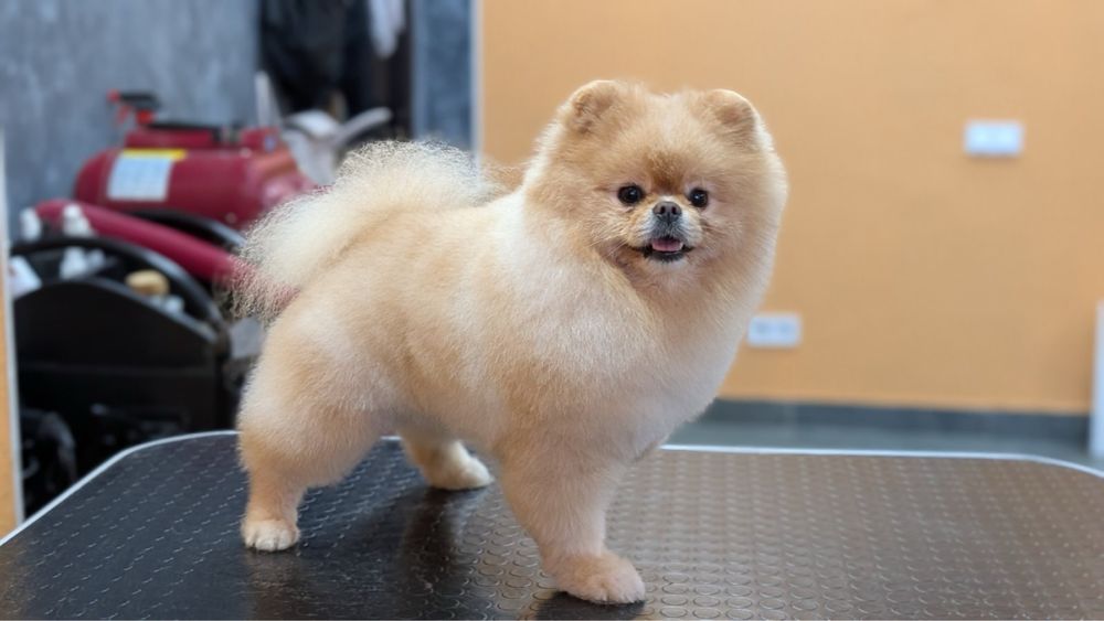 Продам Померанского шпица