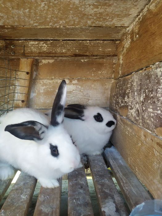 Продам кролі є різні