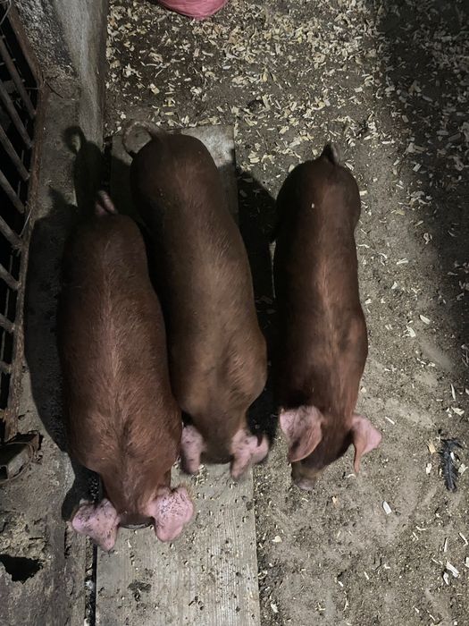 Duroc puros e cruzados