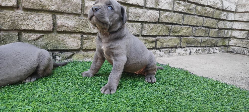 Щенки кане корсо