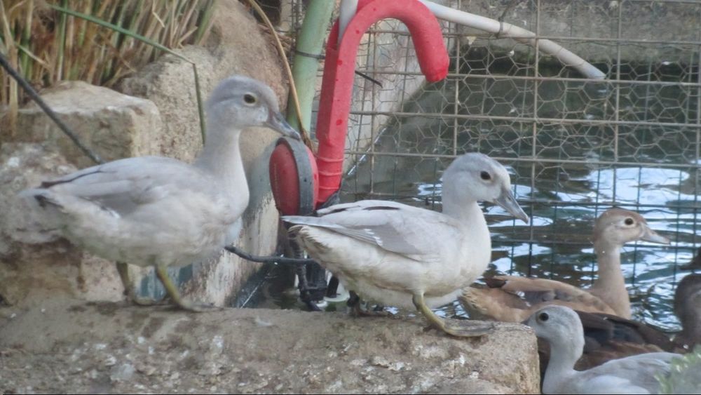 Pato Carolina cinza  entre outros patos