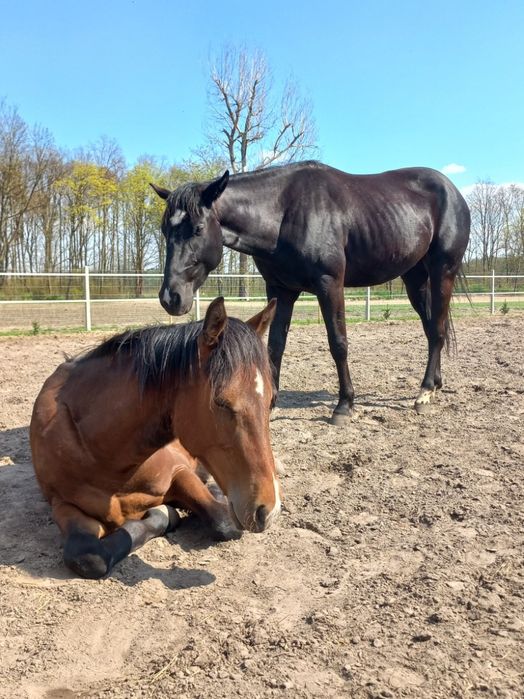 Sprzedam wałacha AQH karego