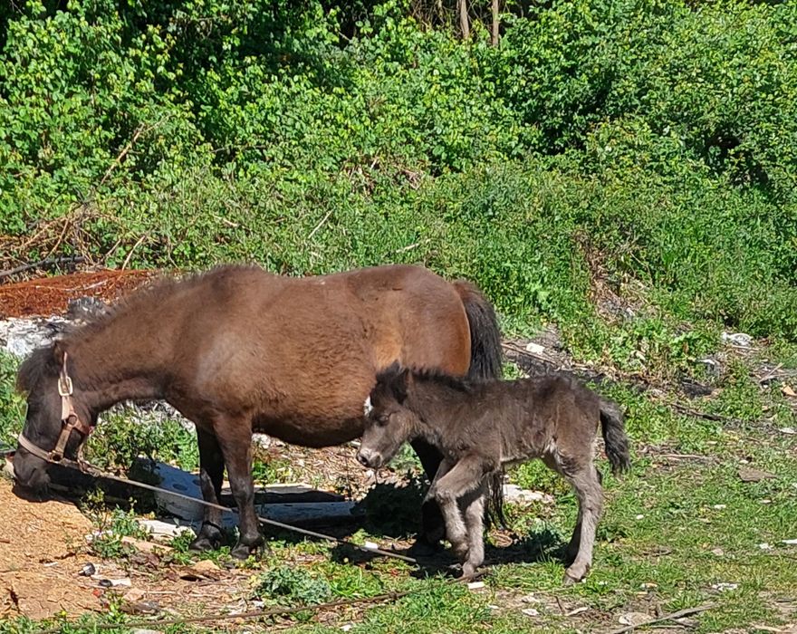 vendo pónei fêmea com a filha a mae tem seis anos muito meiga e obediente engantada a filha tem dois meses e meio qualquer duvida mande-me mensagem po