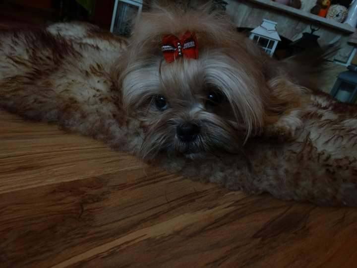 Shih Tzu Sunia Piękności