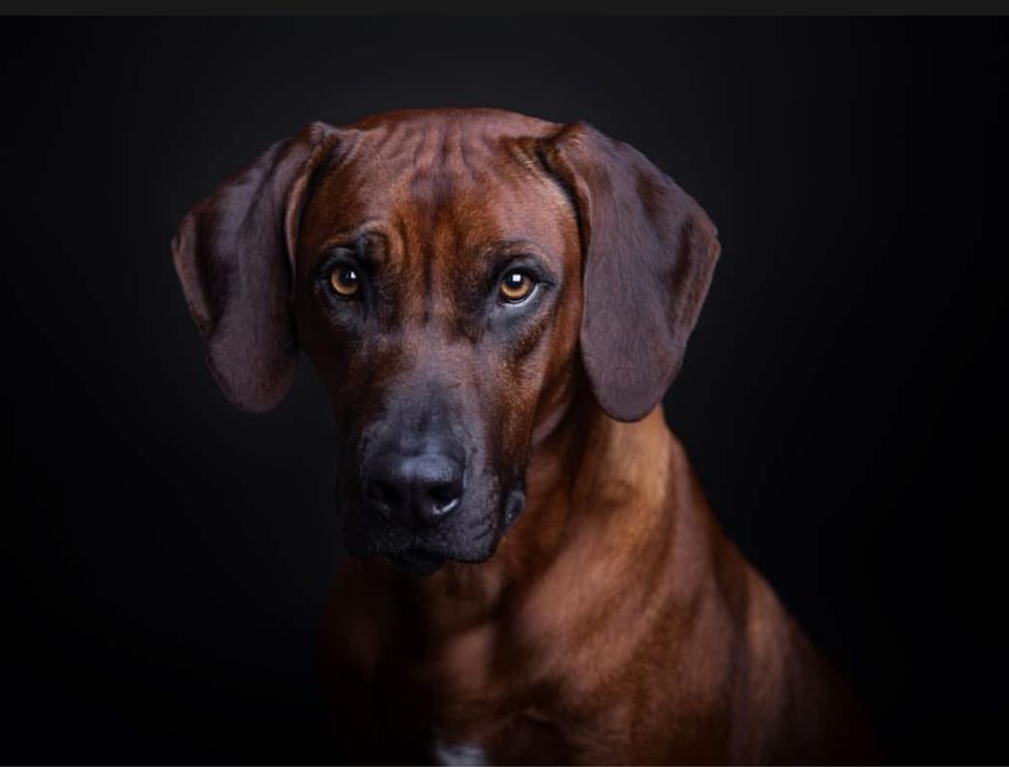 Rhodesian Ridgeback