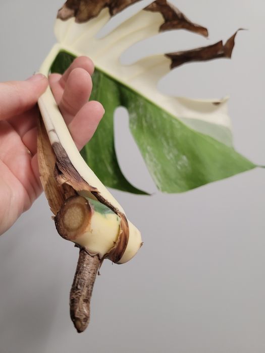 Monstera variegata