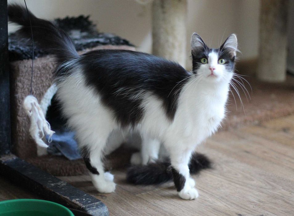 Yumi i Yoko - dwie kudłate piękności- do adopcji tylko razem