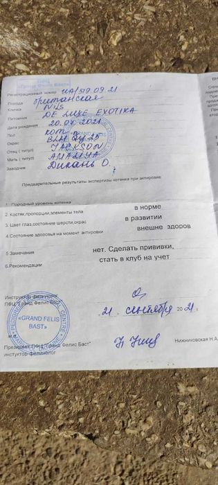 Золота Британська шиншила, в*язка