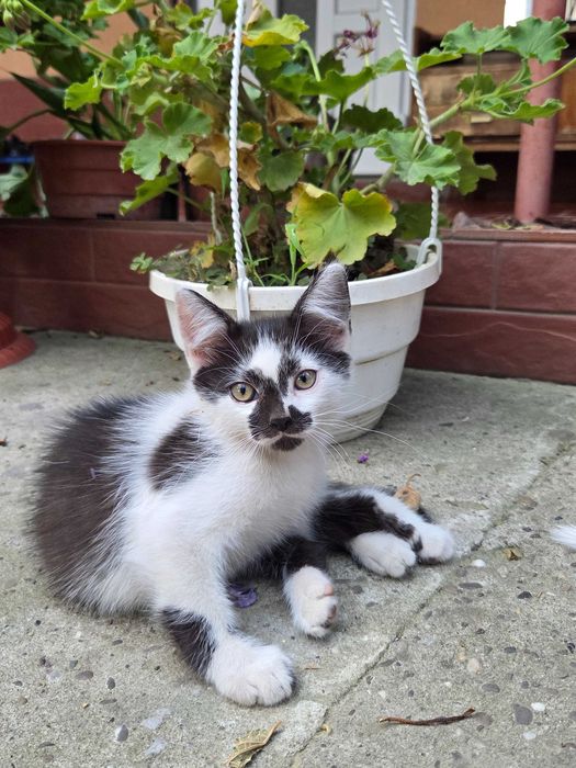 Віддаю котиків в хороші руки БЕЗКОШТОВНО(2місяці)