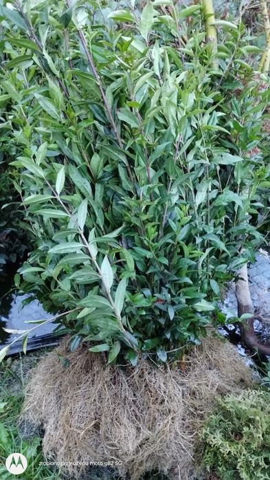 Ładny Ligustr Atrovirens