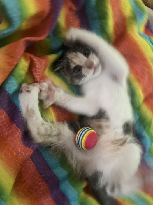 Котенок, возраст 2,2мес Киев и область