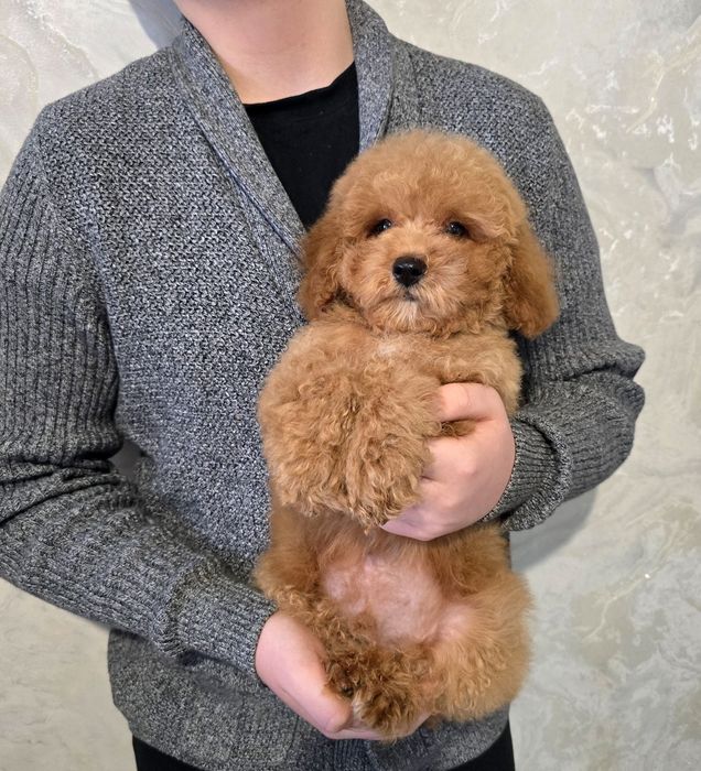 Гарненький хлопчик