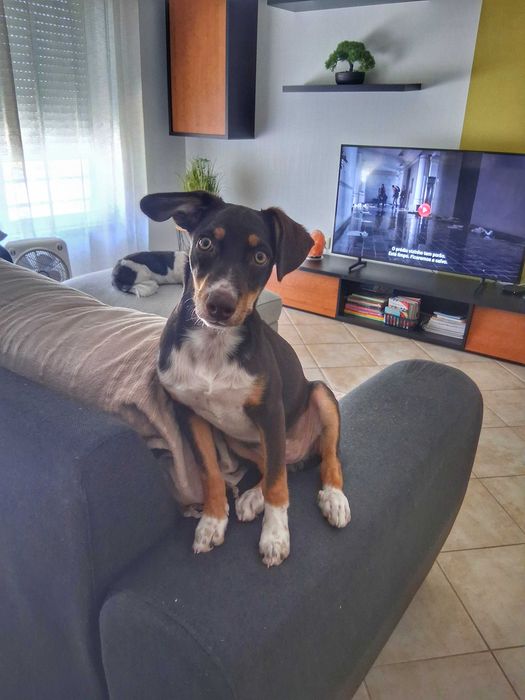 Cadelinha para adoção