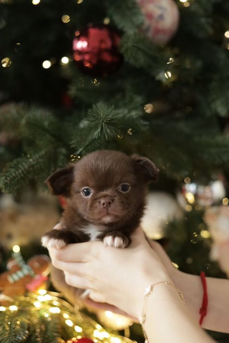 Chihuahua FCI chłopak